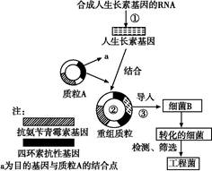 細(xì)胞工程 連接生命科學(xué)與技術(shù)創(chuàng)新的橋梁