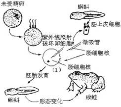基于細(xì)胞全能性的觀賞植物無(wú)性繁殖技術(shù)研發(fā)與應(yīng)用
