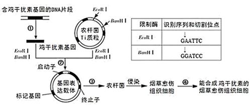 轉(zhuǎn)基因人參細(xì)胞表達(dá)乙肝抗原 藥用植物與疫苗研發(fā)的創(chuàng)新融合